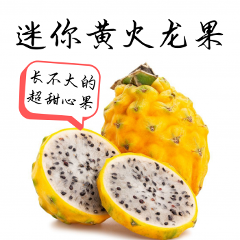 Fresh Yellow Skin Dragon Fruit 1pc 